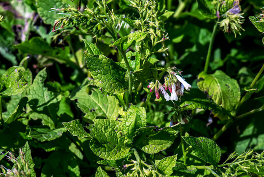 Close-up of blooming creeping comfrey or Symphytum grandiflorum flowers.