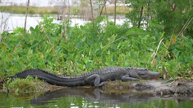 Slow motion clip of a large alligator on a river bank