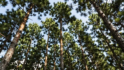 Looking up through pine trees reaching for the sky in a sunlit forest