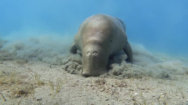 Dugong eats sea grass, slow motion