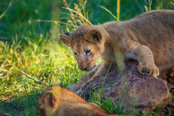 Fototapeta premium Lion Cub Playing Masai mara, Africa wildlife