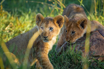 Lion Cub Playing Masai mara, Africa wildlife