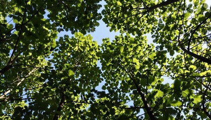 Looking up through green trees and leaves toward a clear blue sky