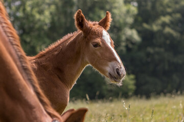 Kopf und Hals eines aufmerksamen sehr jungen Fohlens im Profil mit geschlossenen bzw. offenen Augen und Blickkontakt vor gr&uuml;n
