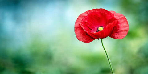 Single vibrant red poppy flower standing out on blurred green background, symbol of remembrance and nature