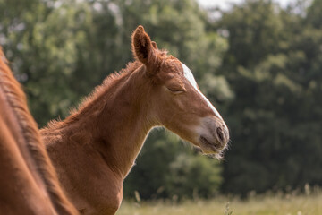 Kopf und Hals eines aufmerksamen sehr jungen Fohlens im Profil mit geschlossenen bzw. offenen Augen und Blickkontakt vor gr&uuml;n