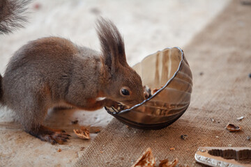 Squirrel crawls into glass plate close-up