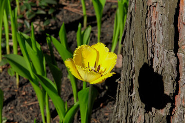 Beautiful yellow tulip growing next to tree trunk