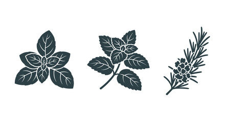 Fototapeta premium Collection of various dark green leafy plant branches