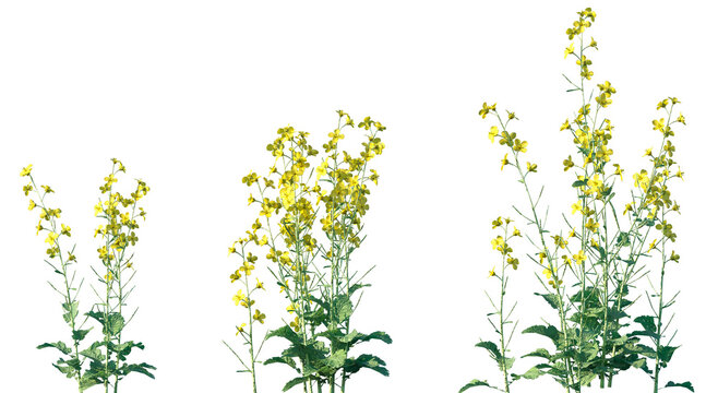 Set of Brassica napus (Rapeseed, also known as rape and oilseed rape and canola) frontal isolated png on a transparent background perfectly cutout high resolution