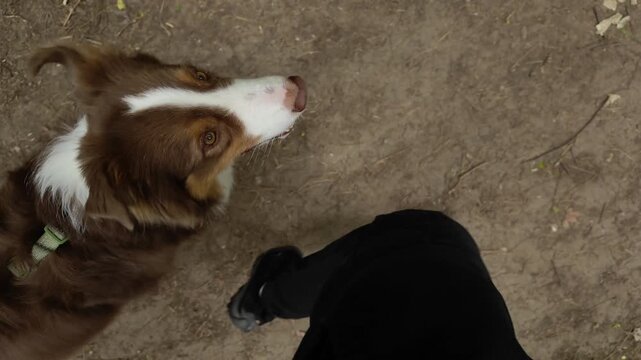 Australian shepherd walking beside its owner on a forest trail, looking up playfully. Top view captures bond between human and dog during an outdoor woodland walk