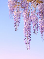 Beautiful purple wisteria blossoms hanging gently from above with a dreamy pastel sky in the background during soft golden hour light.