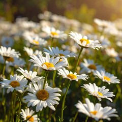 Field of Daisies in the Sunlight - A Summer Meadow.