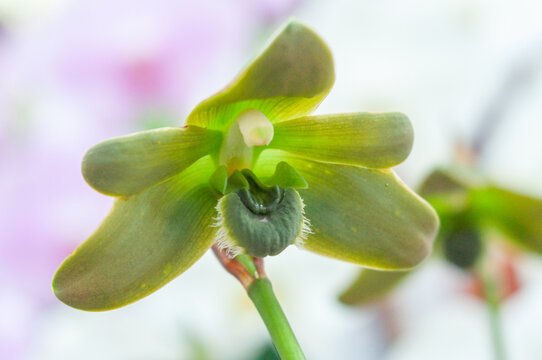 Lycaste locusta orchid featuring green star-like flowers and a dark lip, detailed close-up from a cultivated greenhouse collection.