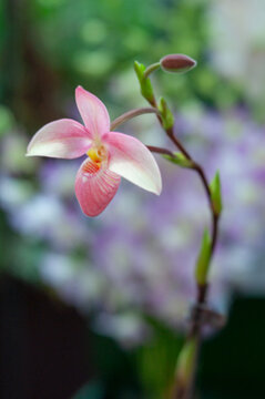 Pink Phragmipedium slipper orchid flower with pouch lip on thin stem, unopened bud visible, shallow focus, soft green and violet bokeh background, natural light, vertical composition.