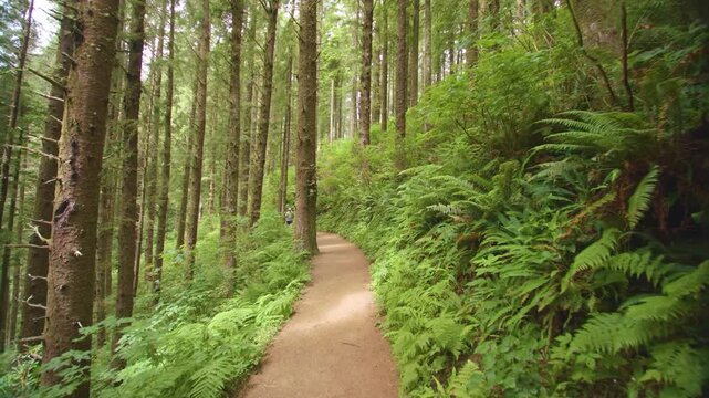 A serene and peaceful scene of a narrow dirt trail meandering through a dense, verdant forest. Tall Sitka spruce and hemlock trees tower above abundant green ferns and underbrush, creating a tranquil,