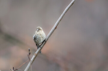 House Finch perched on a tree branch
