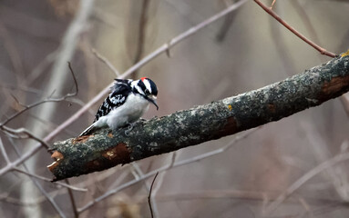 A downy woodpecker perched on a tree branch