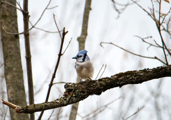 A closeup of a blue jays bird perched on a branch