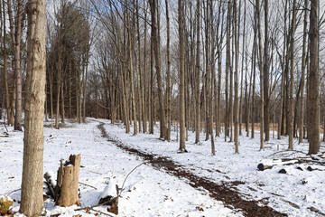 Walkway through the snow on the forest