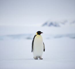 Fototapeta premium emperor penguin in antarctica