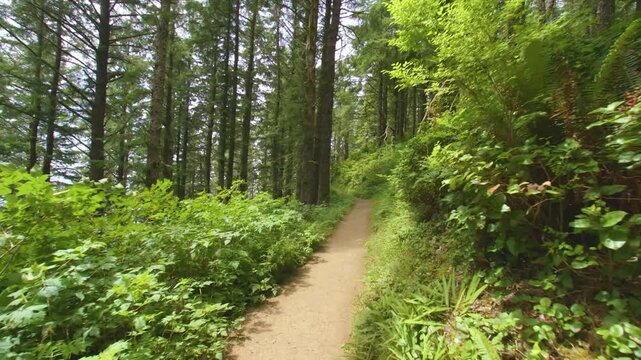 Footage of a winding dirt hiking path through a lush, green, old-growth forest of Sitka spruce and hemlock trees on the Cape Lookout headland in coastal Oregon. The well-established trail is surrounde