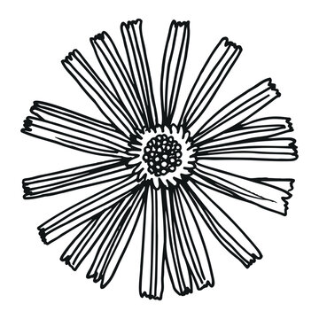 Hand-drawn arnica montana doodle illustration