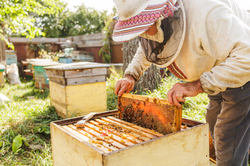 Beekeeper inspecting honeycomb frame in open beehive at outdoor apiary site