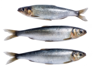 three fresh herring fish isolated on a white background