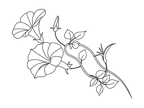 Morning glory flowers and vine line art floral botanical