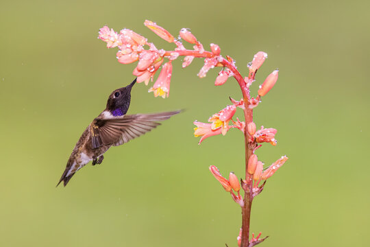 01161-00610 Black-chinned Hummingbird (Archilochus alexandri) male feeding on Red Yucca (Hesperaloe parviflora) Kendall Co. TX
