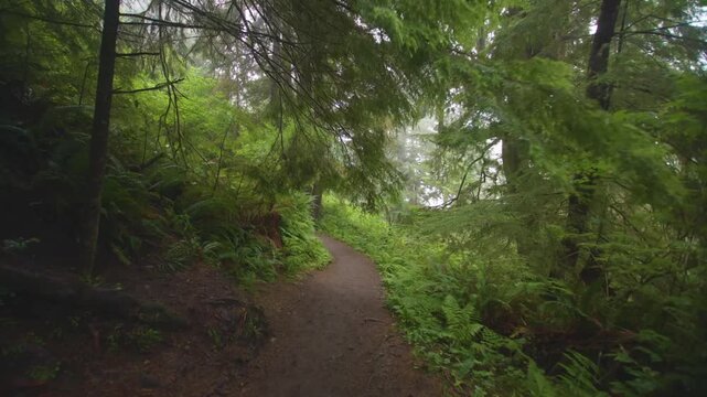 Footage of a tranquil, lush green forest trail at Cape Lookout State Park on the Oregon Coast. The path is surrounded by dense vegetation, including ferns and towering Sitka spruce and hemlock trees, 
