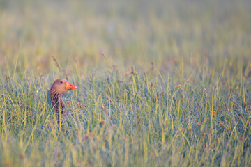 graugananser greylag goose