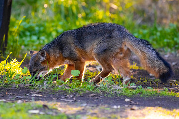 Obraz premium Island Fox Foraging on Santa Cruz Island