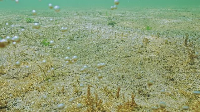 Sand seabed is covered with thin rusty-brown layer of single-celled algae, this big microalgae colony releases tiny gas bubbles into sea water, silvering in evening sun light.
