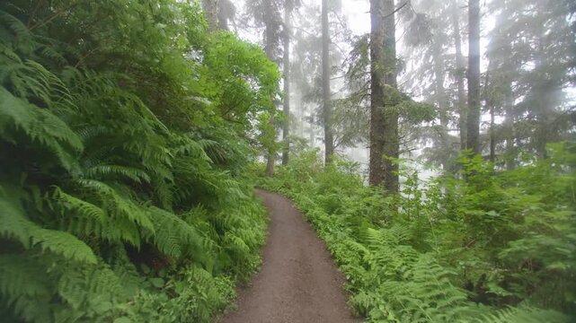 A lush, green hiking trail winds through a dense forest of tall spruce and hemlock trees in Cape Lookout State Park, Oregon. Coastal fog filters through the canopy, creating a serene and mystical atmo