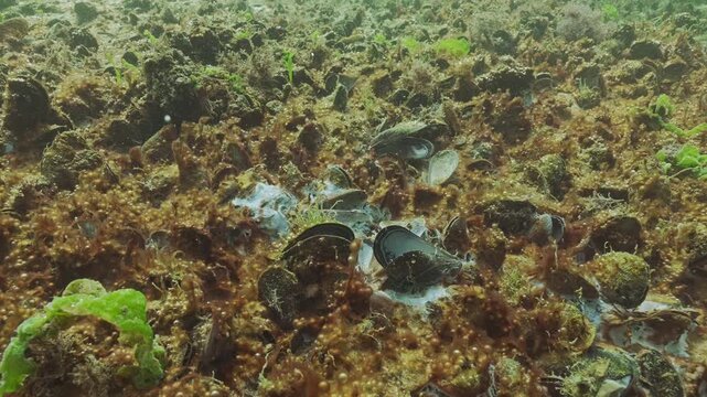 Colony of mussel shells is covered with brown slimy coating of with gas bubbles and whitish film mould-like: Eutrophication hotspot (low-oxygen zone or hypoxic dead zones, is killing animals)