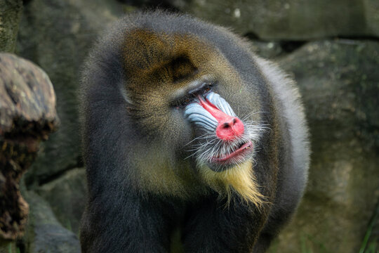 Mandrill

