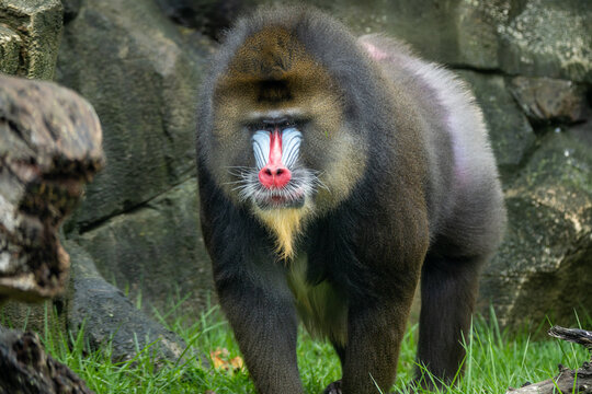 Mandrill
