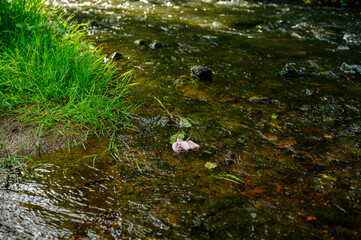 a pink flower is lying in the water