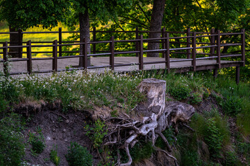 tree stump with exposed roots