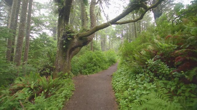 Footage of a scenic, well-worn dirt path winding through a dense, old-growth forest on the Cape Lookout Trail in coastal Oregon. The trail is surrounded by lush green foliage, including towering Sitka