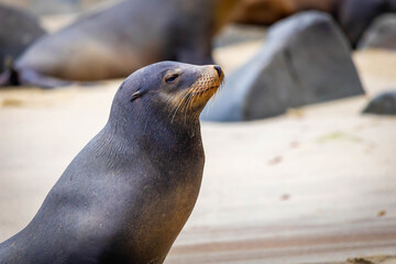 Fototapeta premium Alpha sea lion resting on La Jolla Cove
