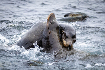 Naklejka premium Male sea lions fighting in water La Jolla Cove
