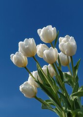 A cluster of white tulips reaching towards a clear blue sky on a sunny day