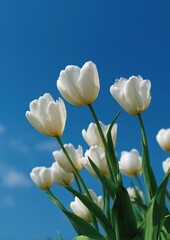 A cluster of white tulips reaching towards a clear blue sky on a sunny day