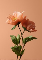 Two delicate peach chrysanthemums bloom against a soft, warm peach background