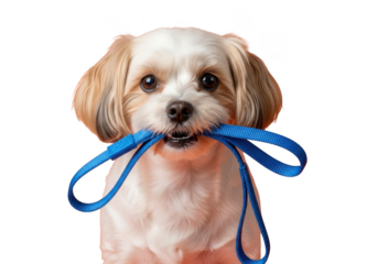 Cute small dog holding a blue leash in its mouth isolated on transparent background