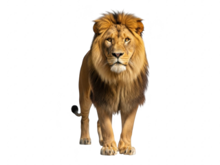 A majestic lion standing alone isolated on transparent background with a regal mane and piercing eyes
