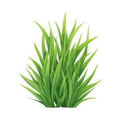 Fototapeta premium Flat 2D Wheatgrass vector illustration, icon graphic on white background